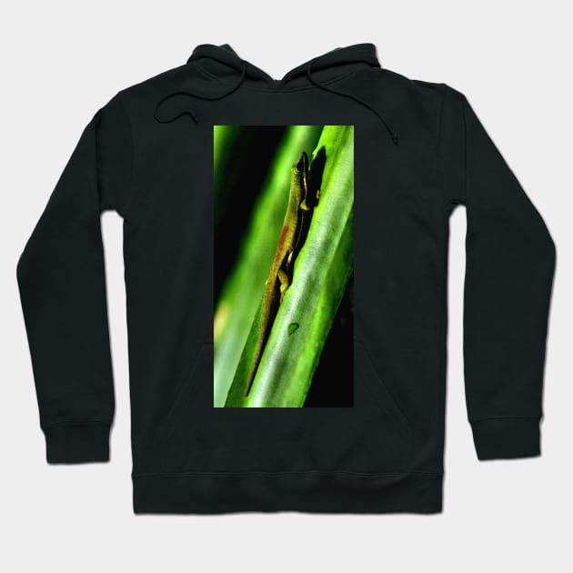 Day Gecko, Madagascar Hoodie by Carole-Anne